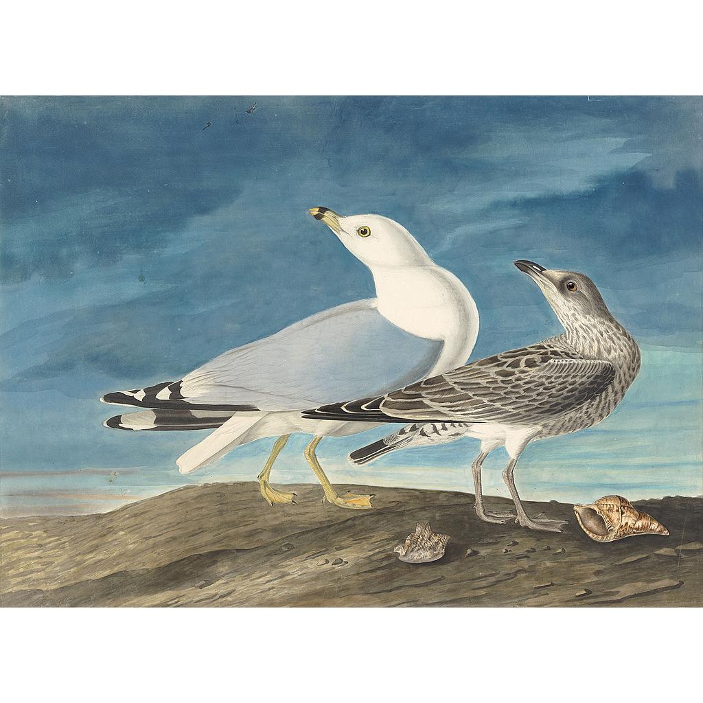 Click to Enlarge-Esc to Close ArtWork1/Famous Painters/Audubon's Watercolors P3.jpg